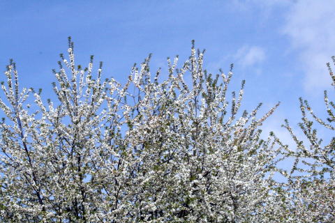 ソー公園のお花見・・・リベンジ~♪_c0090198_27129.jpg