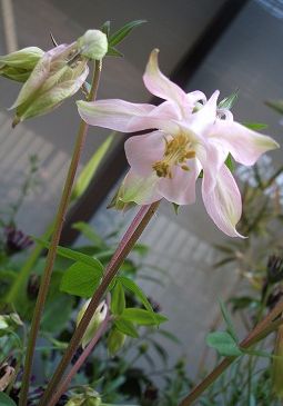 e0082098_8215083.jpg