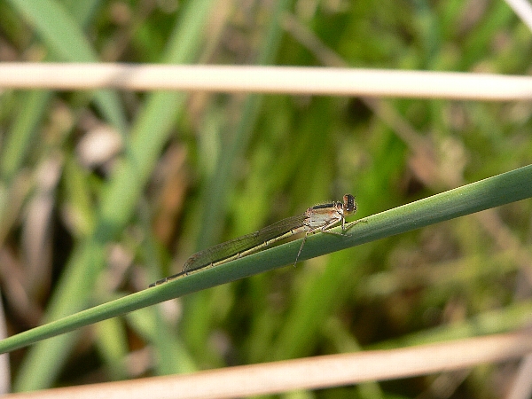 福岡地区　池散策　グッドジョブ_e0002314_2137295.jpg