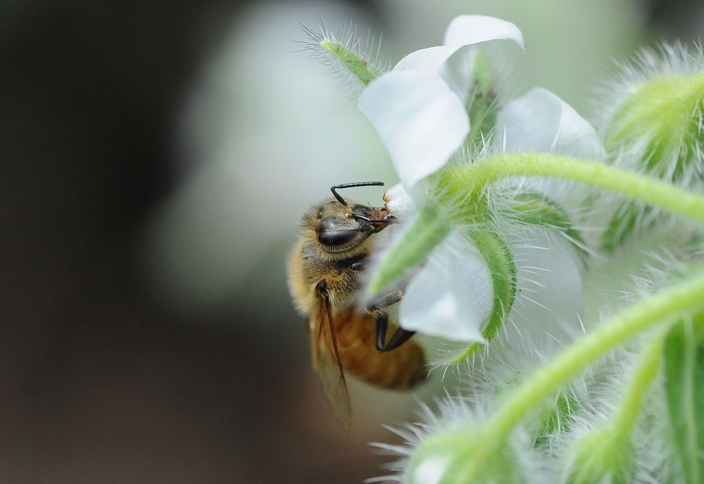 ミツバチとボリジ。どちらも主役・・・♪ : 『私のデジタル写真眼』