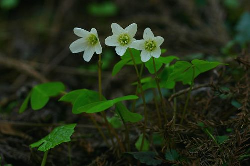 カントウミヤマカタバミ_a0040021_1905417.jpg