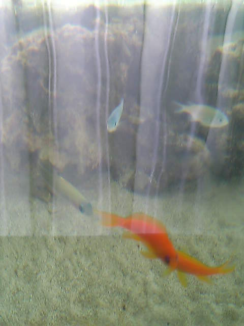 c0108434_1823065.jpg