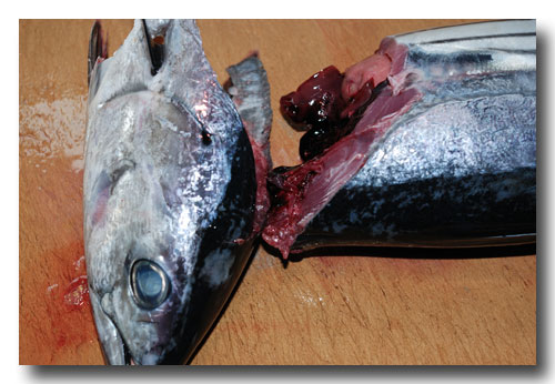 鰹 カツオ の捌き方 前編 旬のカツオを捌きましょう 魚屋三代目日記