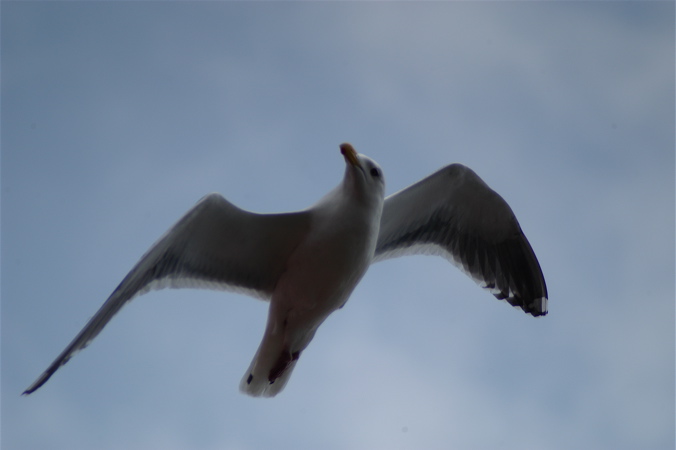 函館のカモメ_f0054539_18303128.jpg