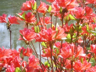 c0118352_10202595.jpg