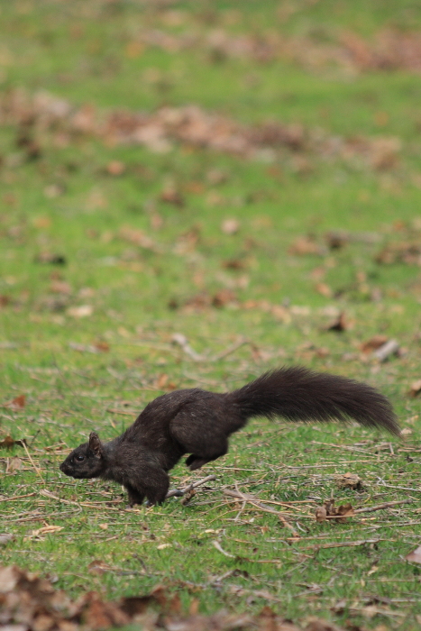 Squirrels at Queen\'s Park_c0112158_547822.jpg