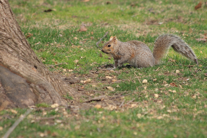 Squirrels at Queen\'s Park_c0112158_549139.jpg
