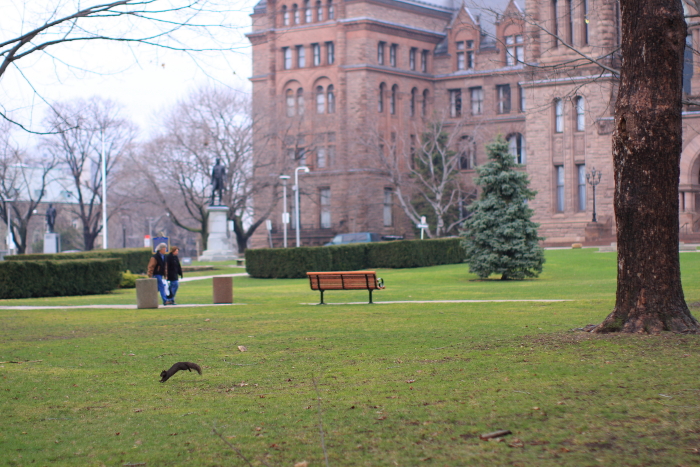 Squirrels at Queen\'s Park_c0112158_55152.jpg