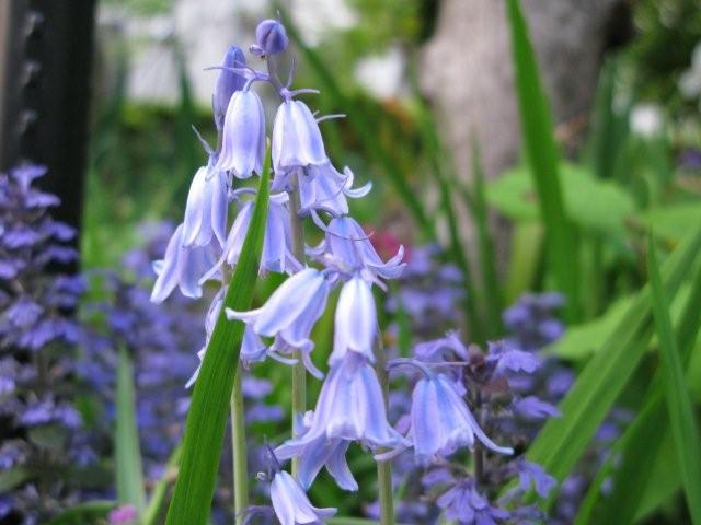 Flowers_c0157558_19134881.jpg