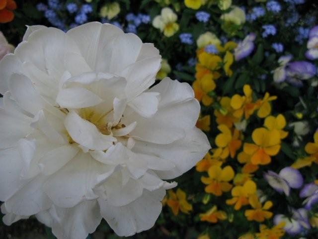 Flowers_c0157558_19171218.jpg