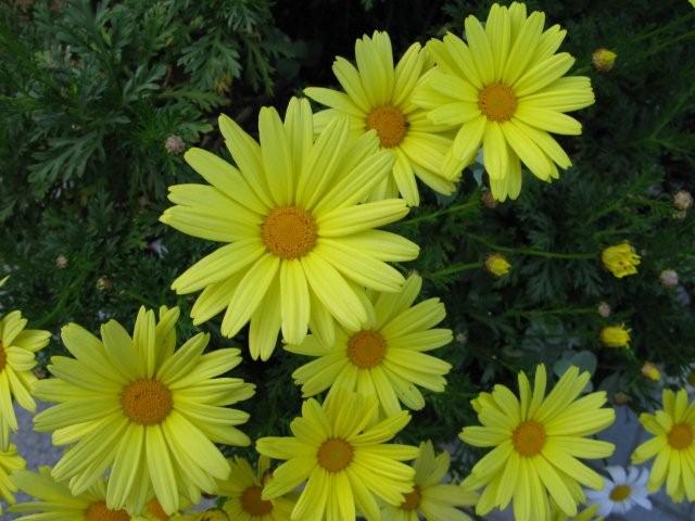 Flowers_c0157558_19213522.jpg