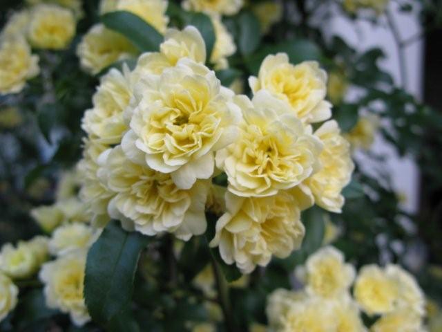 Flowers_c0157558_19222032.jpg