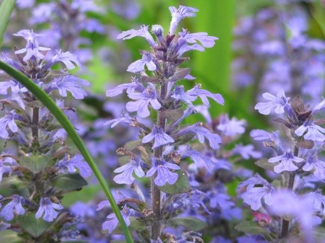 Flowers_c0157558_192706.jpg