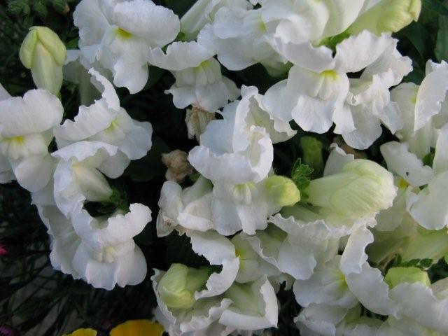Flowers_c0157558_19323999.jpg