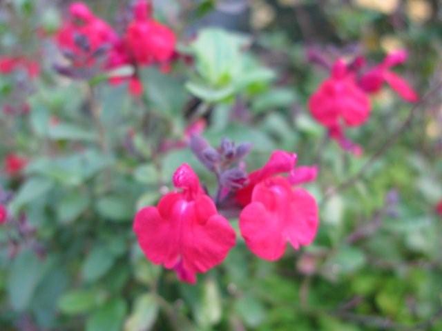 Flowers_c0157558_19382788.jpg