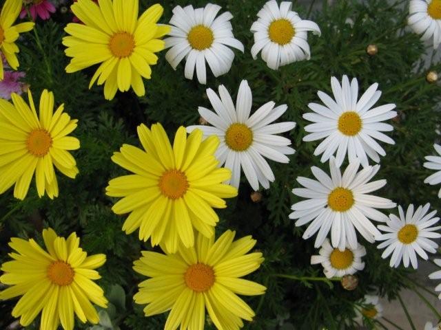 Flowers_c0157558_19442862.jpg