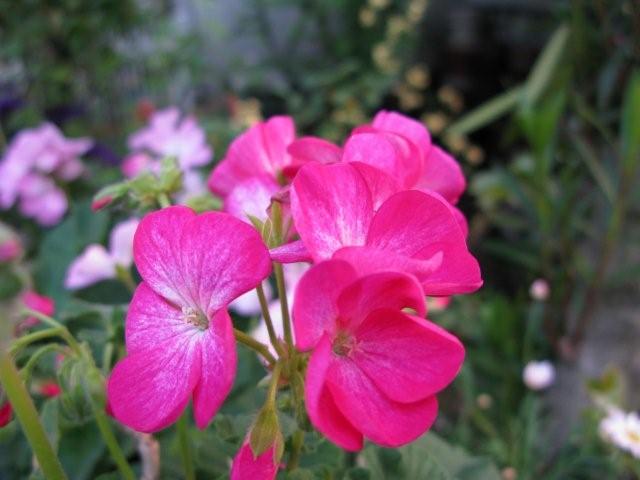 Flowers_c0157558_19482126.jpg