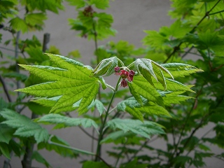 ４月２６日（土）　もみじの花_e0021668_15293346.jpg