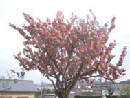 e0025073_816183.jpg