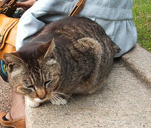 CaffeLittleWoods#318  横浜の野良猫_d0009175_2223085.jpg