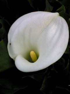 e0046477_19153641.jpg