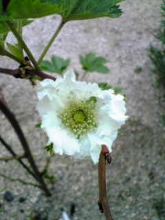 e0046477_19164456.jpg