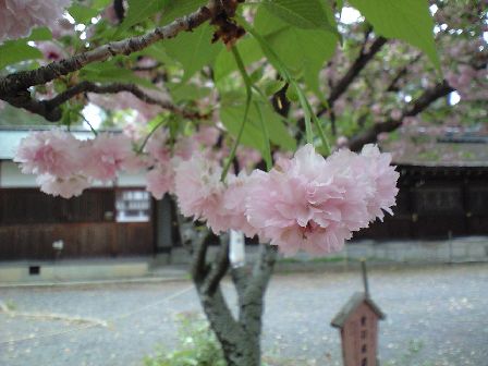 まだまだ桜（２）_c0026178_0105217.jpg