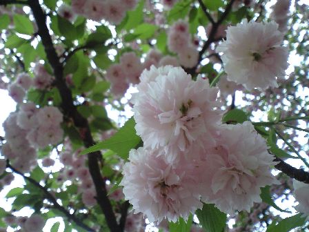 まだまだ桜（２）_c0026178_0202510.jpg