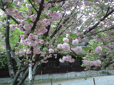 まだまだ桜（２）_c0026178_095756.jpg