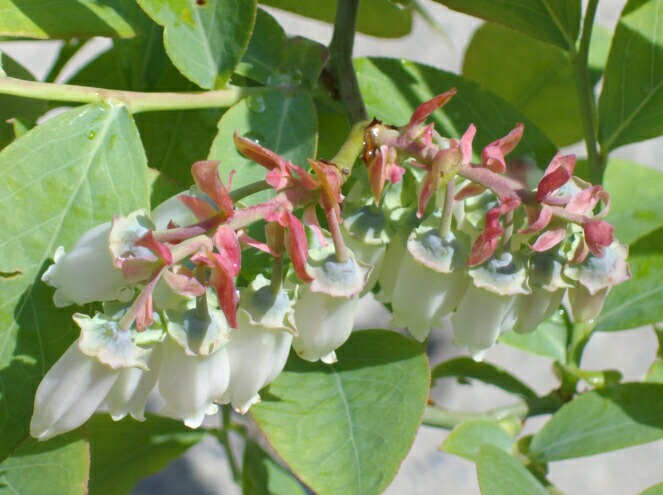 ノビリスの特徴＆ハスカップの実の色づきとチョークベリー（アロニア）の花_f0018078_14281396.jpg