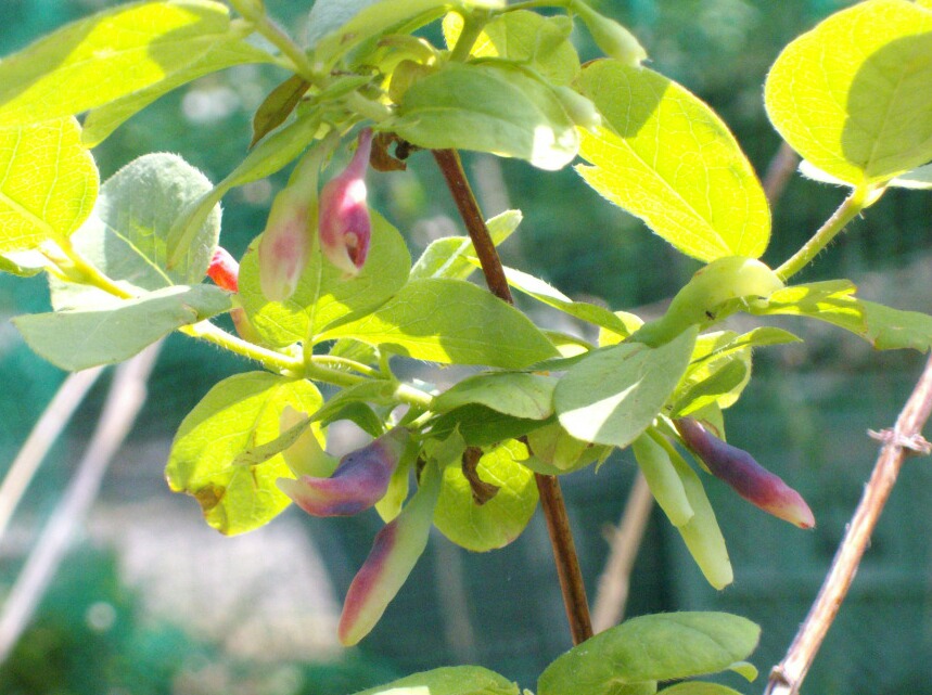 ハスカップの実の色づきとチョークベリー アロニア の花 ブルーベリーの育て方 栽培 ブルーベリー ノート Blueberrynote