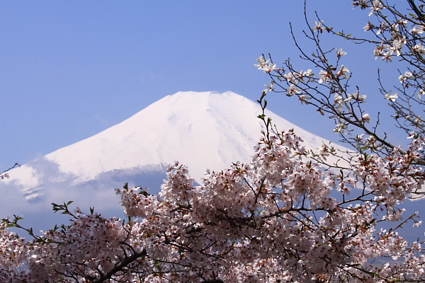 富士山と桜_f0105478_17124370.jpg