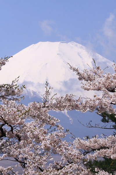 富士山と桜_f0105478_1714690.jpg