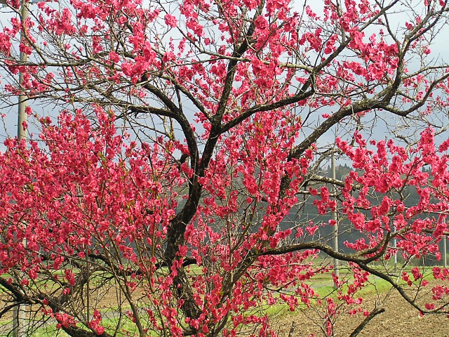 近くの山は未だ花を楽しめる・・・_f0121379_18174488.jpg