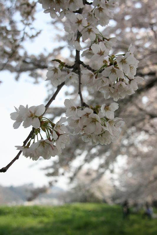 展勝地の桜Part2_c0148781_1024464.jpg