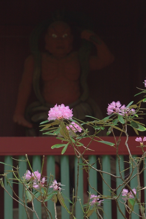 日立市　御岩神社の花たち～_e0143883_165449.jpg
