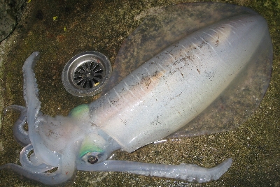 f0003283_6114632.jpg
