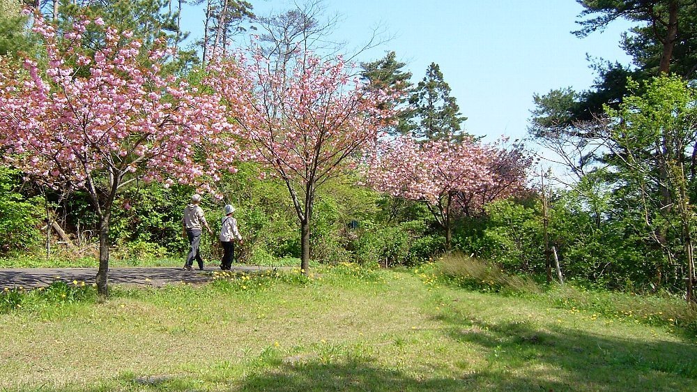 五智公園の八重桜_e0065084_08268.jpg