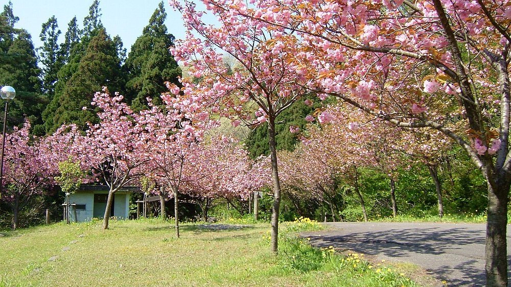 五智公園の八重桜_e0065084_08413.jpg