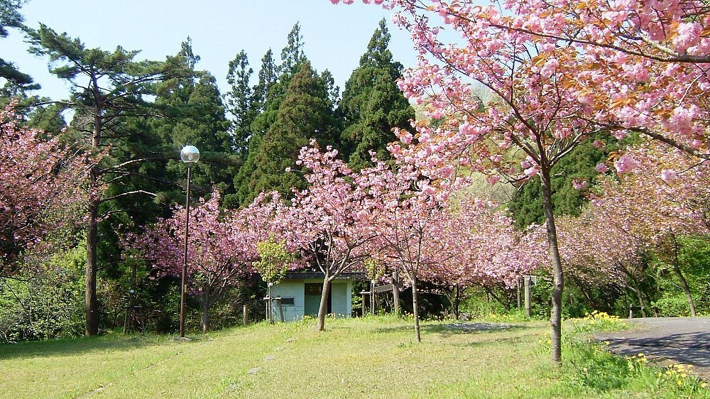 五智公園の八重桜_e0065084_08562.jpg