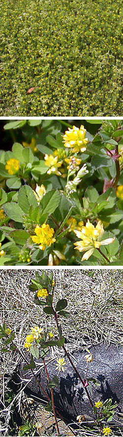 コメツブツメクサとコメツブウマゴヤシ 楽餓鬼