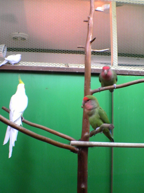 とりみカフェ_d0123492_2212278.jpg