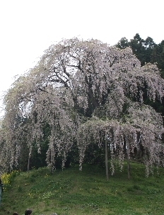 2年越しの恋、実らず。~SAKURA rhapsody～_f0026094_22194568.jpg