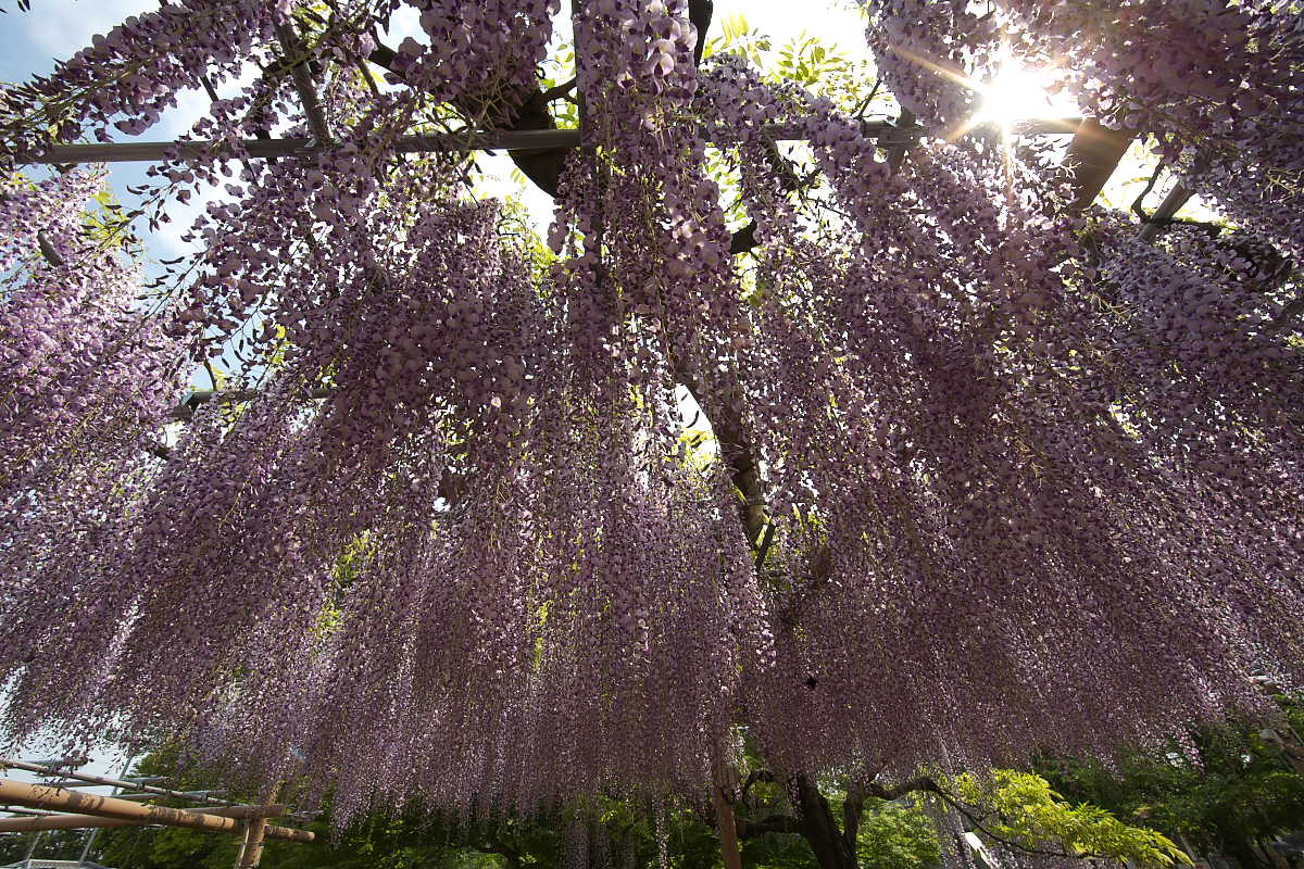 曼荼羅寺_b0126495_2004112.jpg