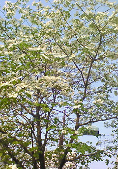 e0040602_054336.jpg