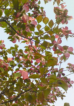e0040602_054345.jpg