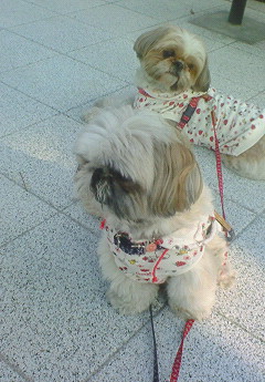 e0040602_054393.jpg