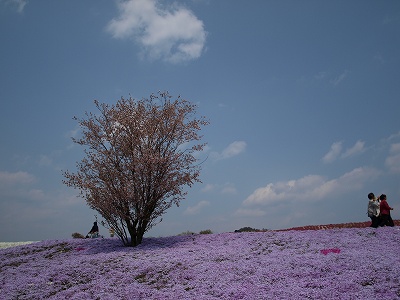 芝桜_c0132711_188269.jpg