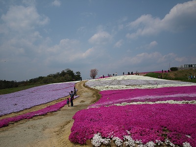 芝桜_c0132711_1883248.jpg