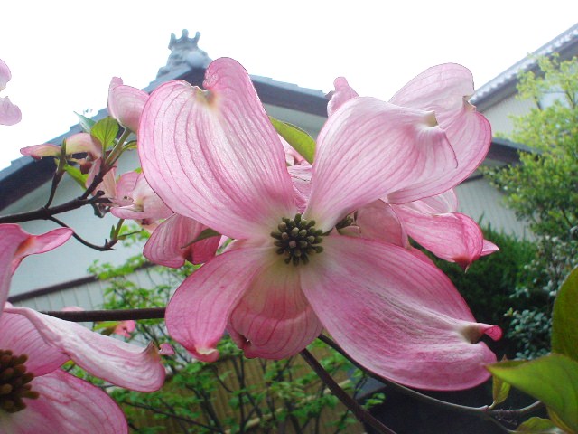 花水木・・・_d0039111_1971028.jpg